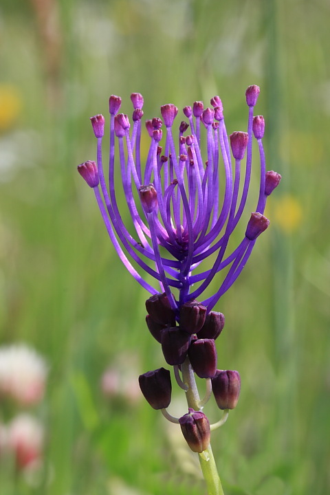 Muscari comosum